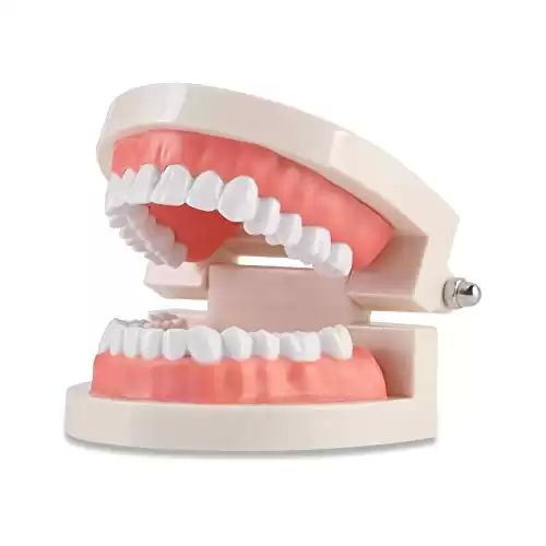 Dental Adult Standard Teeth Model